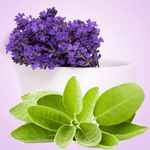 Load image into Gallery viewer, LAVENDER SAGE FRAGRANCE OIL-NATURE&#39;S GARDEN-1OOML&quot;