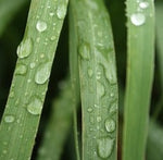Load image into Gallery viewer, Lemongrass Essential Oil..