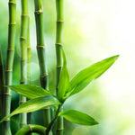 Load image into Gallery viewer, AUSTRALIAN BAMBOO GRASS FRAGRANCE OIL